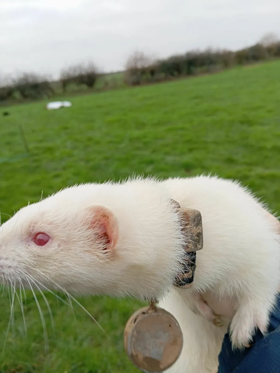 ferrets