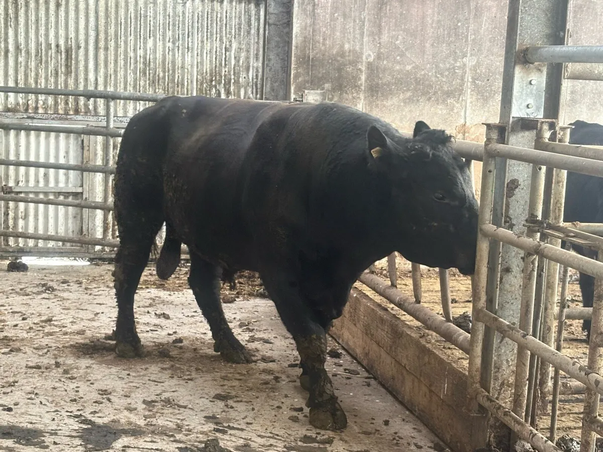 3yr old Angus bull for sale - Image 1
