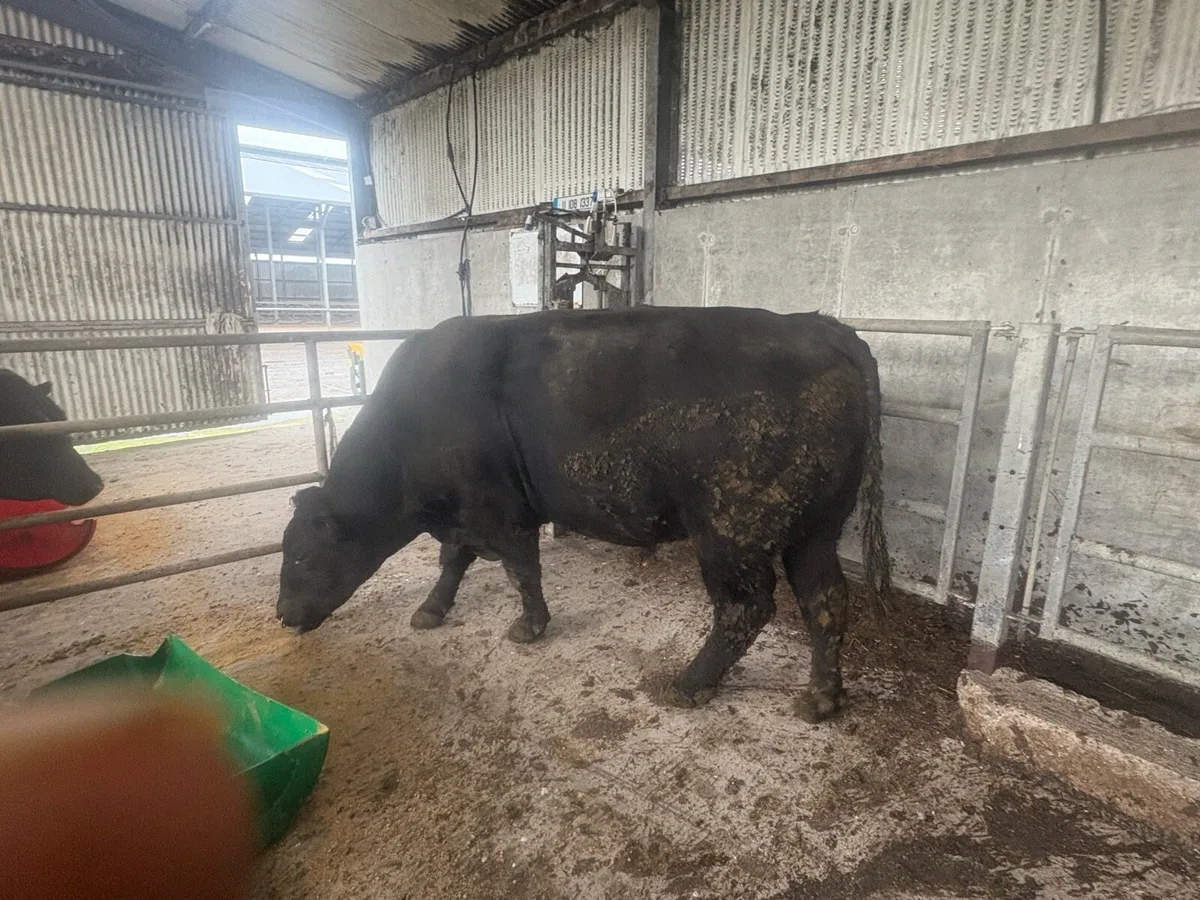 3yr old Angus bull for sale - Image 3
