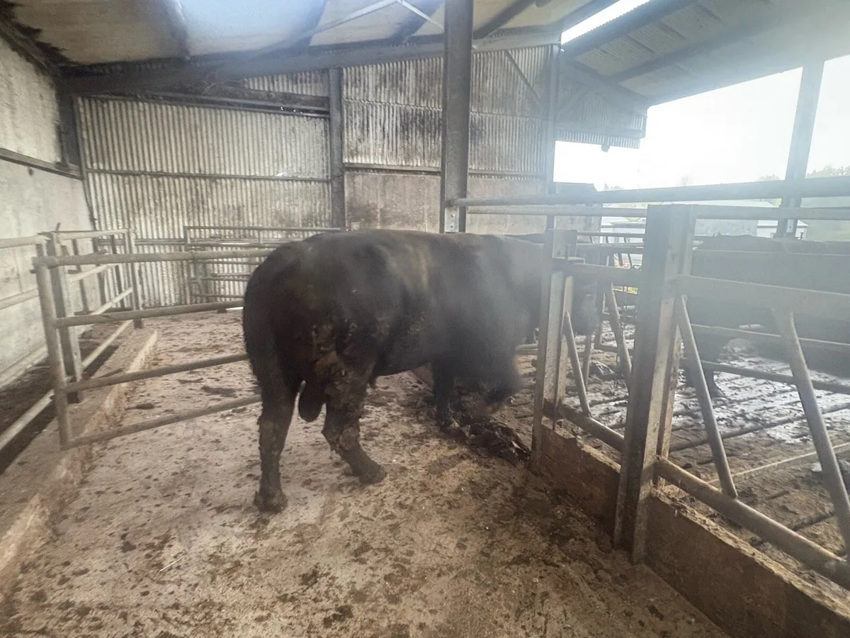 3yr old Angus bull for sale - Image 4