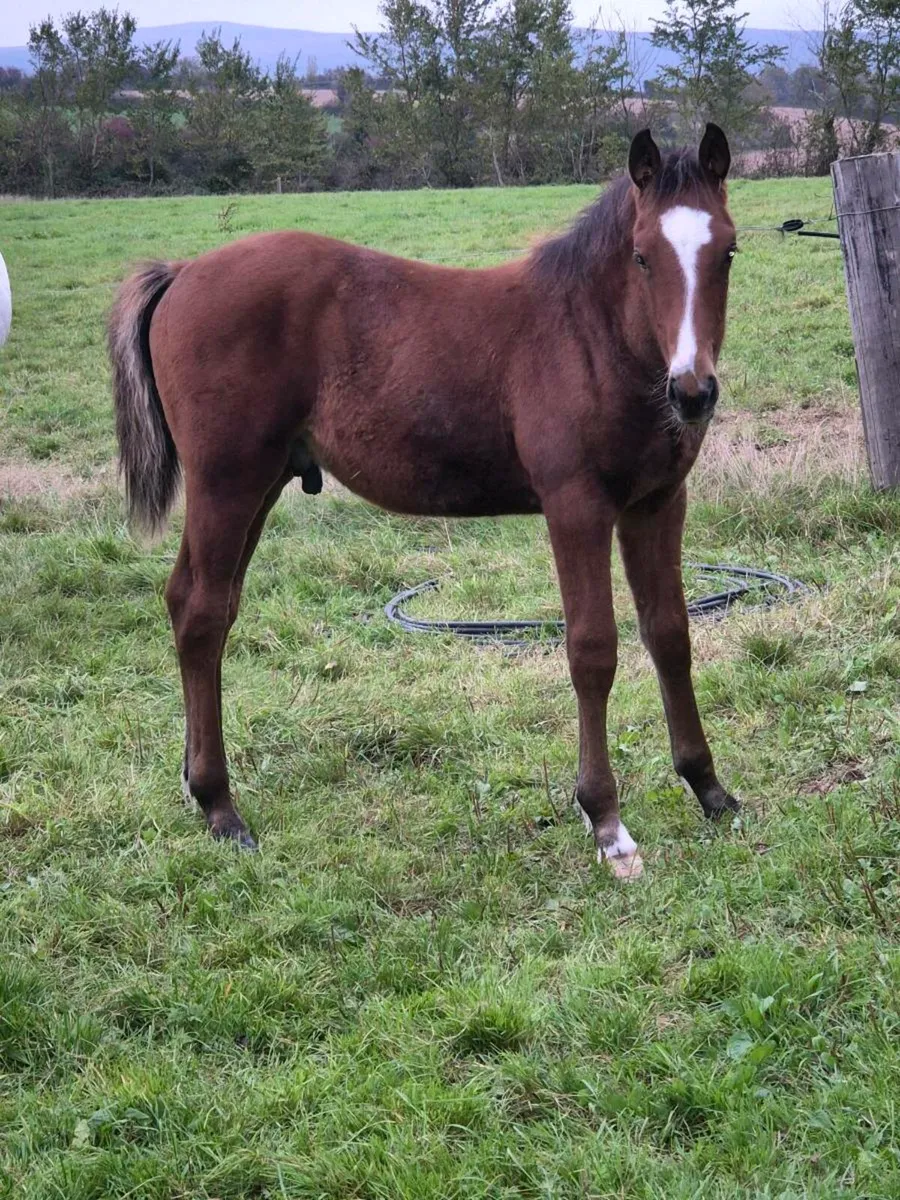 TIH FOAL - Image 4