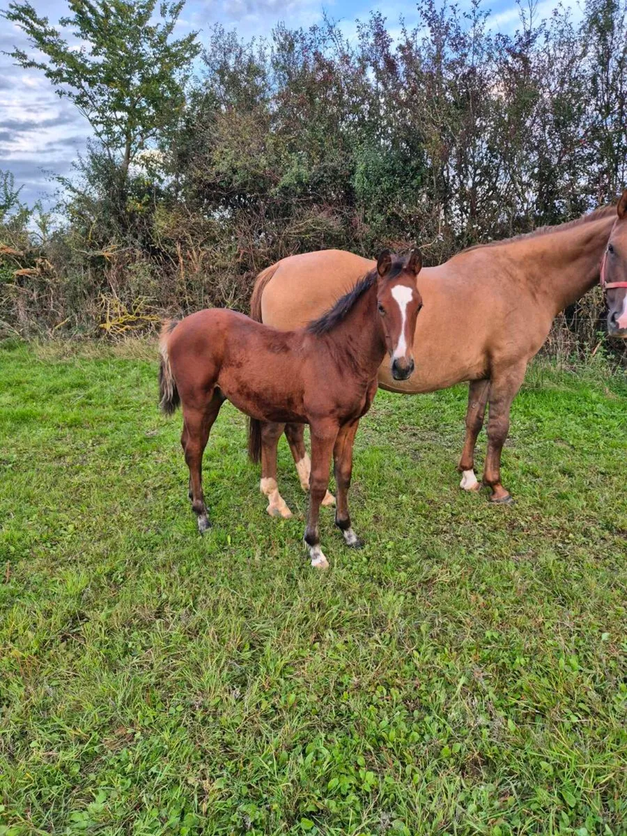 TIH FOAL - Image 1