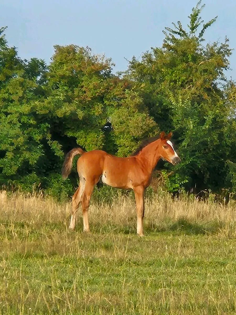 TIH FOAL - Image 2