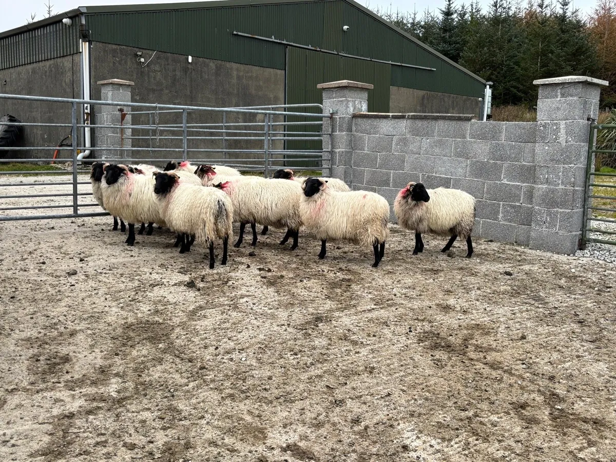 Black Faced Ewe Lambs - Image 1