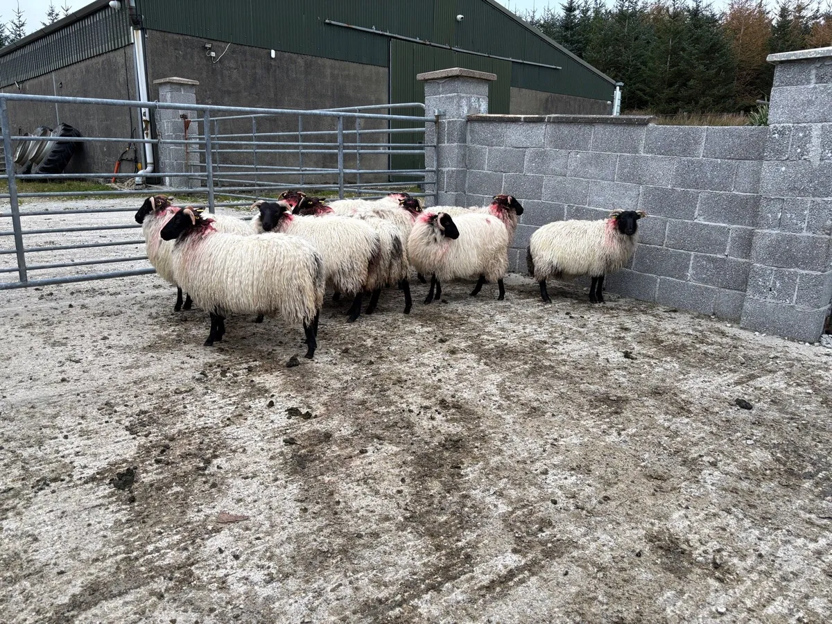 Black Faced Ewe Lambs - Image 2