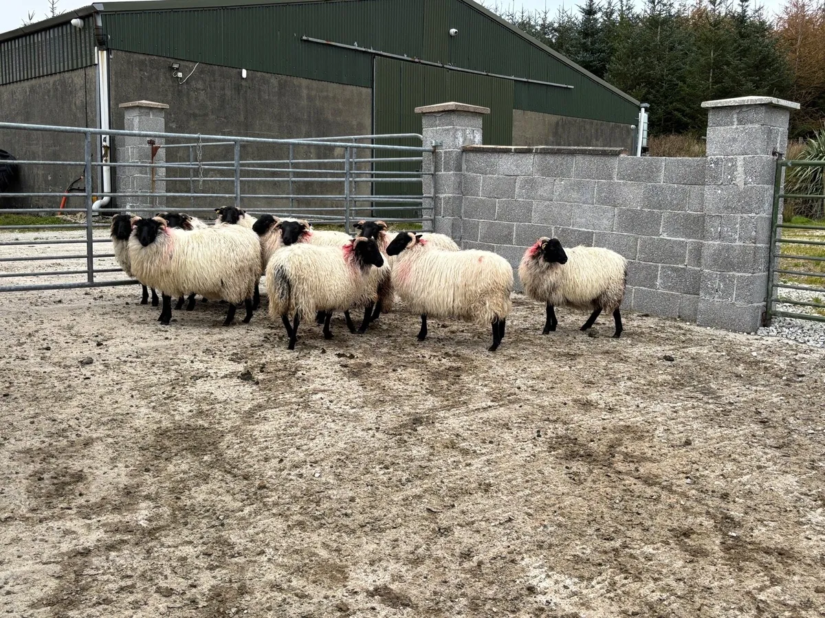 Black Faced Ewe Lambs - Image 3