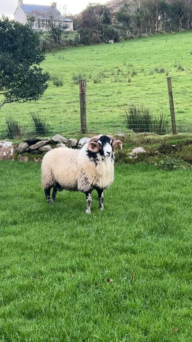 Swaledale yearling ram - Image 2