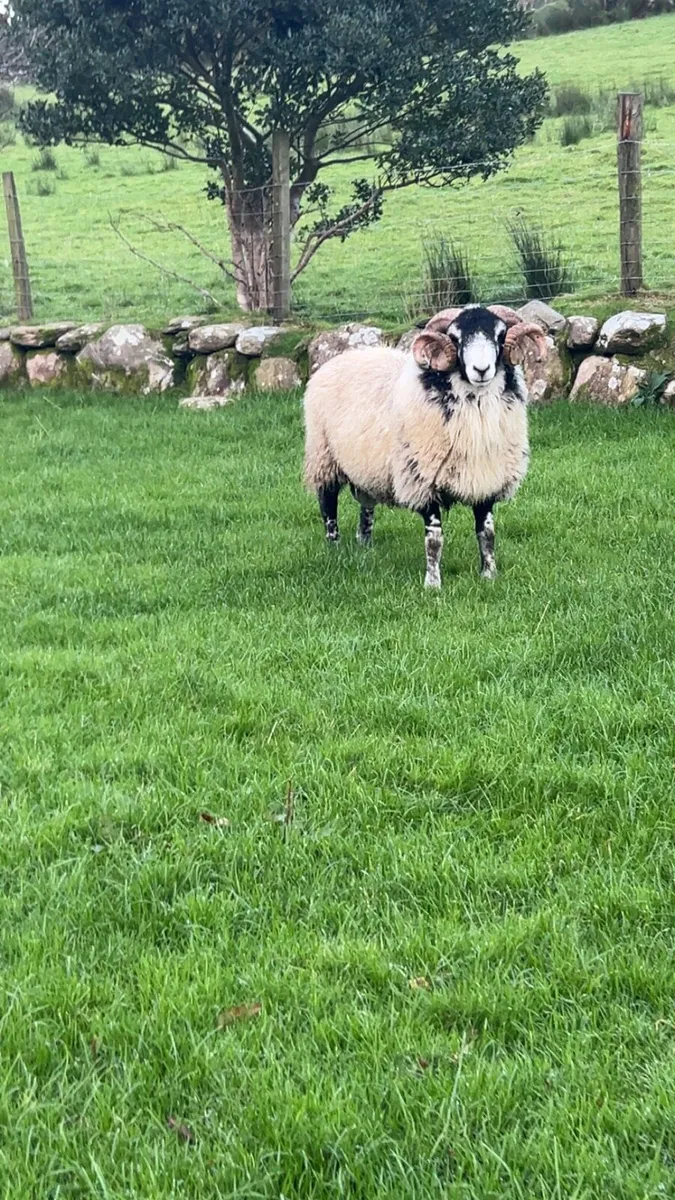 Swaledale yearling ram - Image 3
