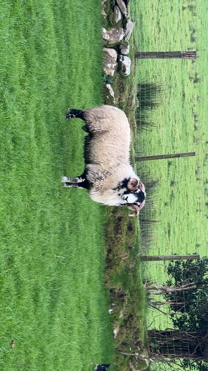 Swaledale yearling ram - Image 1