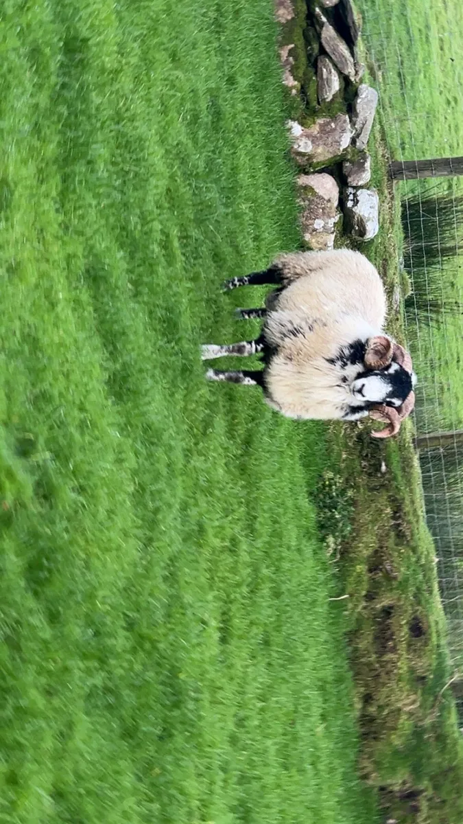 Swaledale yearling ram - Image 4
