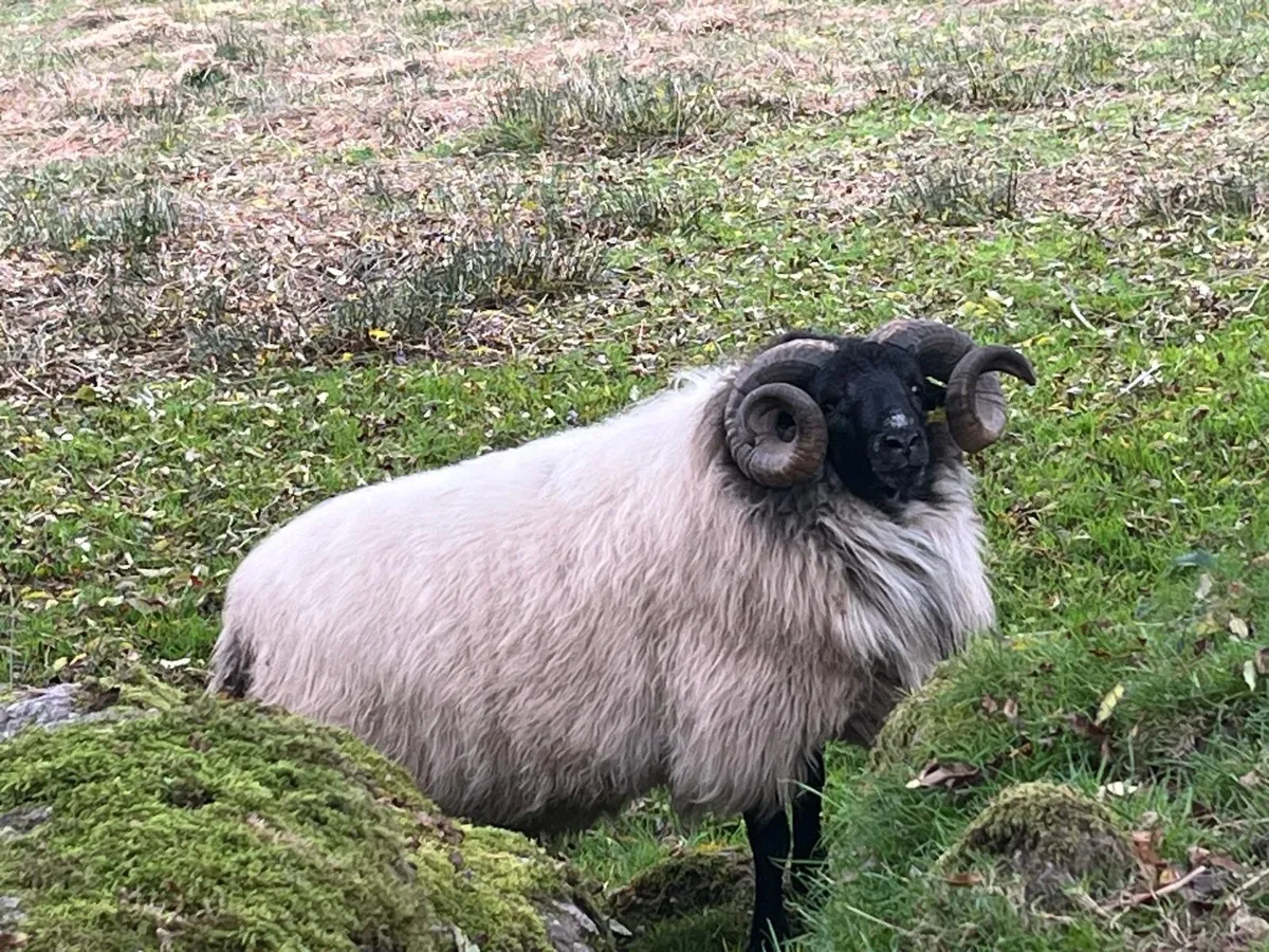 Hogget Rams - Image 1
