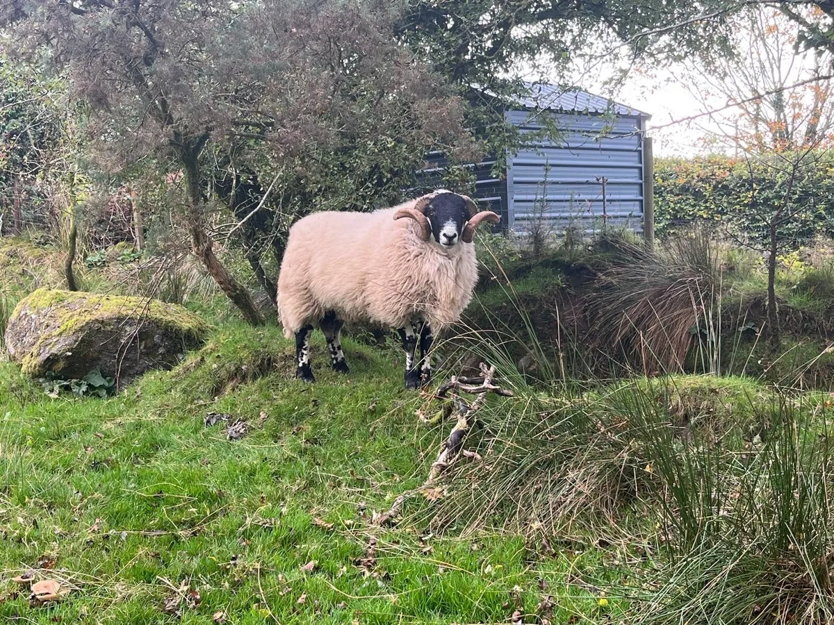 Hogget Rams - Image 2