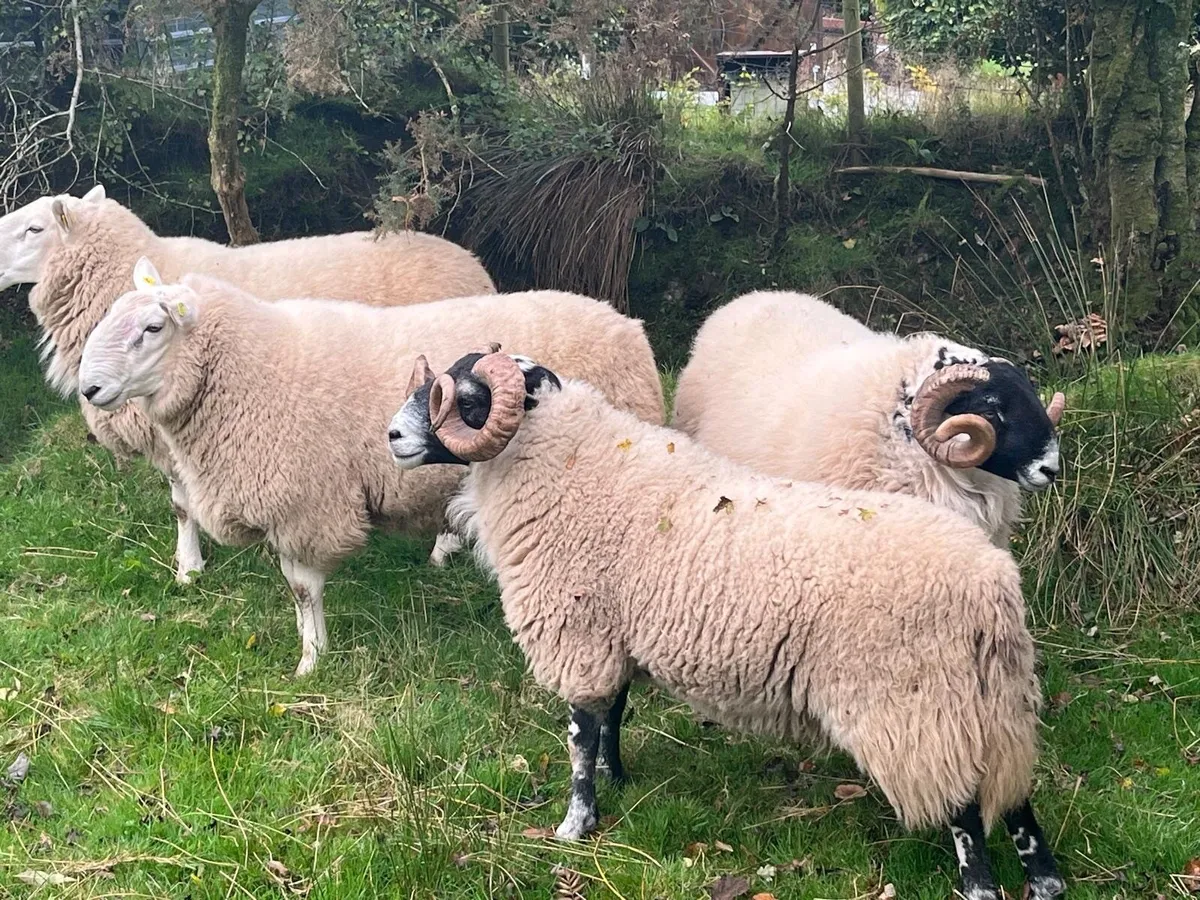 Hogget Rams - Image 3