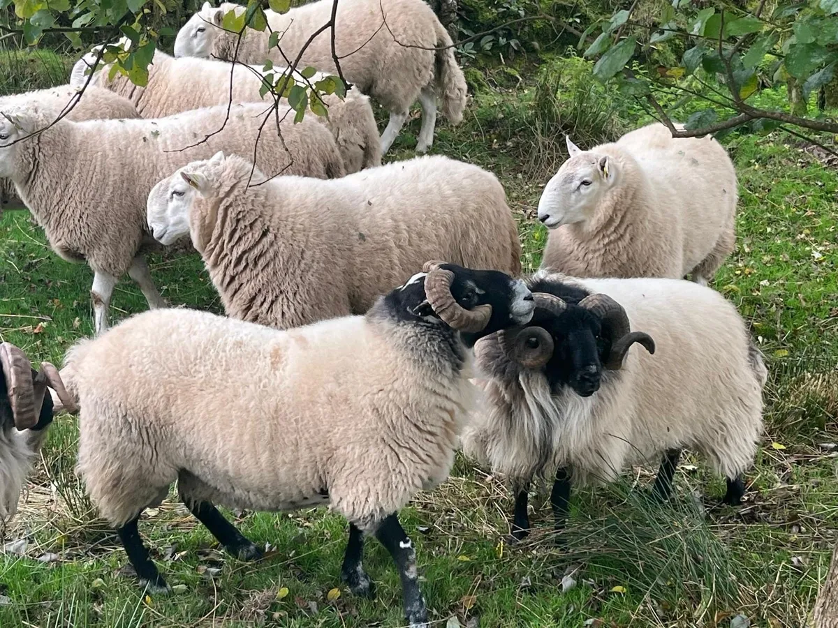 Hogget Rams - Image 4