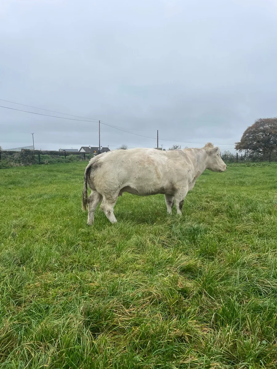 Pb Bb cow for Carrigallen Mart Thursday 16th - Image 1