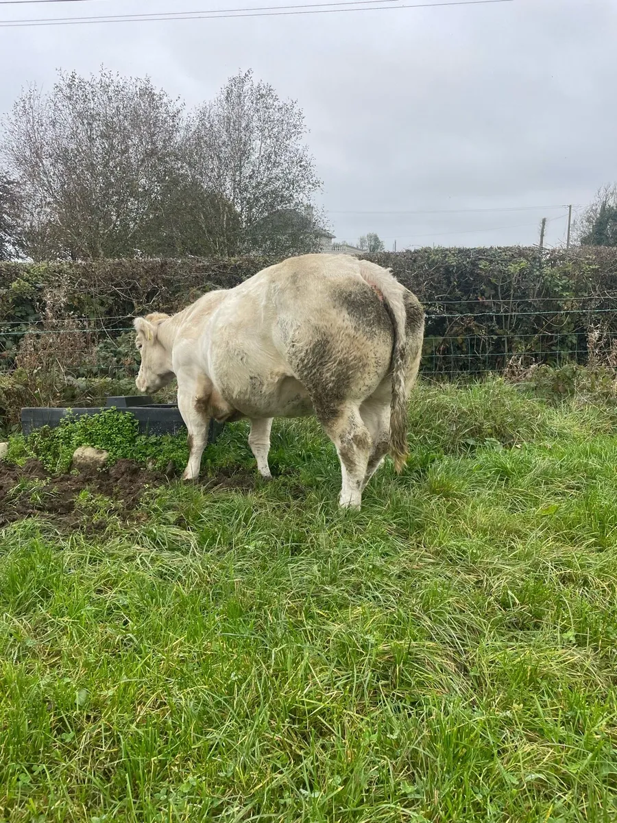 Pb Bb cow for Carrigallen Mart Thursday 16th - Image 2