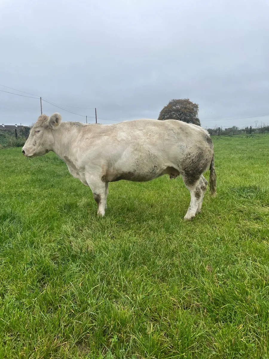 Pb Bb cow for Carrigallen Mart Thursday 16th - Image 3