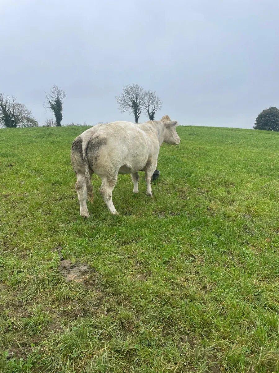 Pb Bb cow for Carrigallen Mart Thursday 16th - Image 4