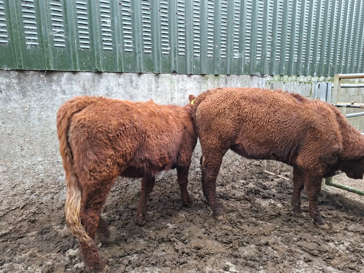 Saler Heifers Pure Bred - Image 2