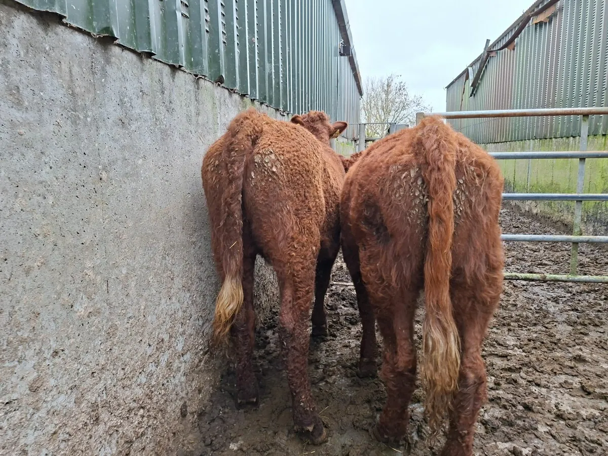 Saler Heifers Pure Bred - Image 3