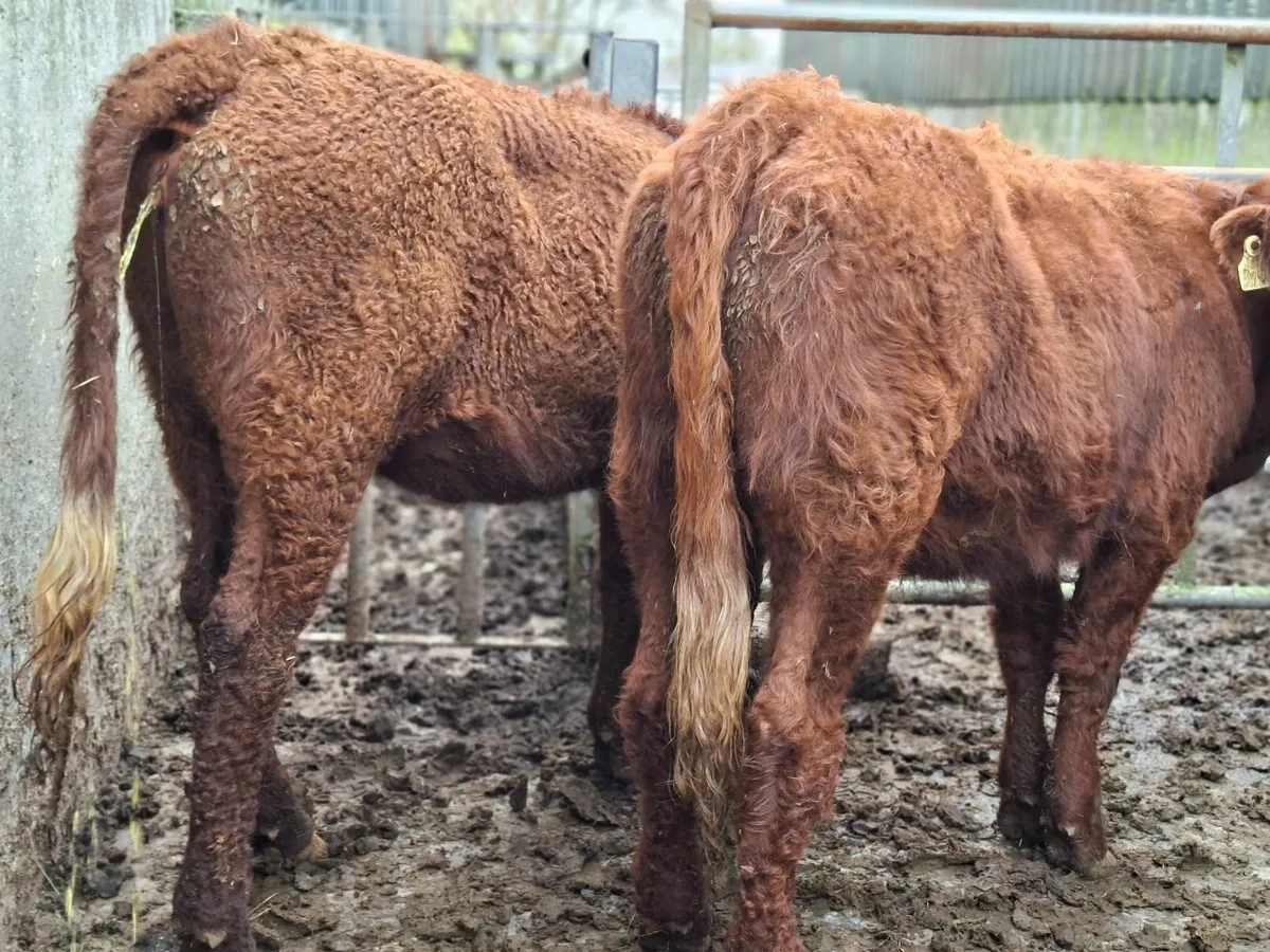 Saler Heifers Pure Bred - Image 4
