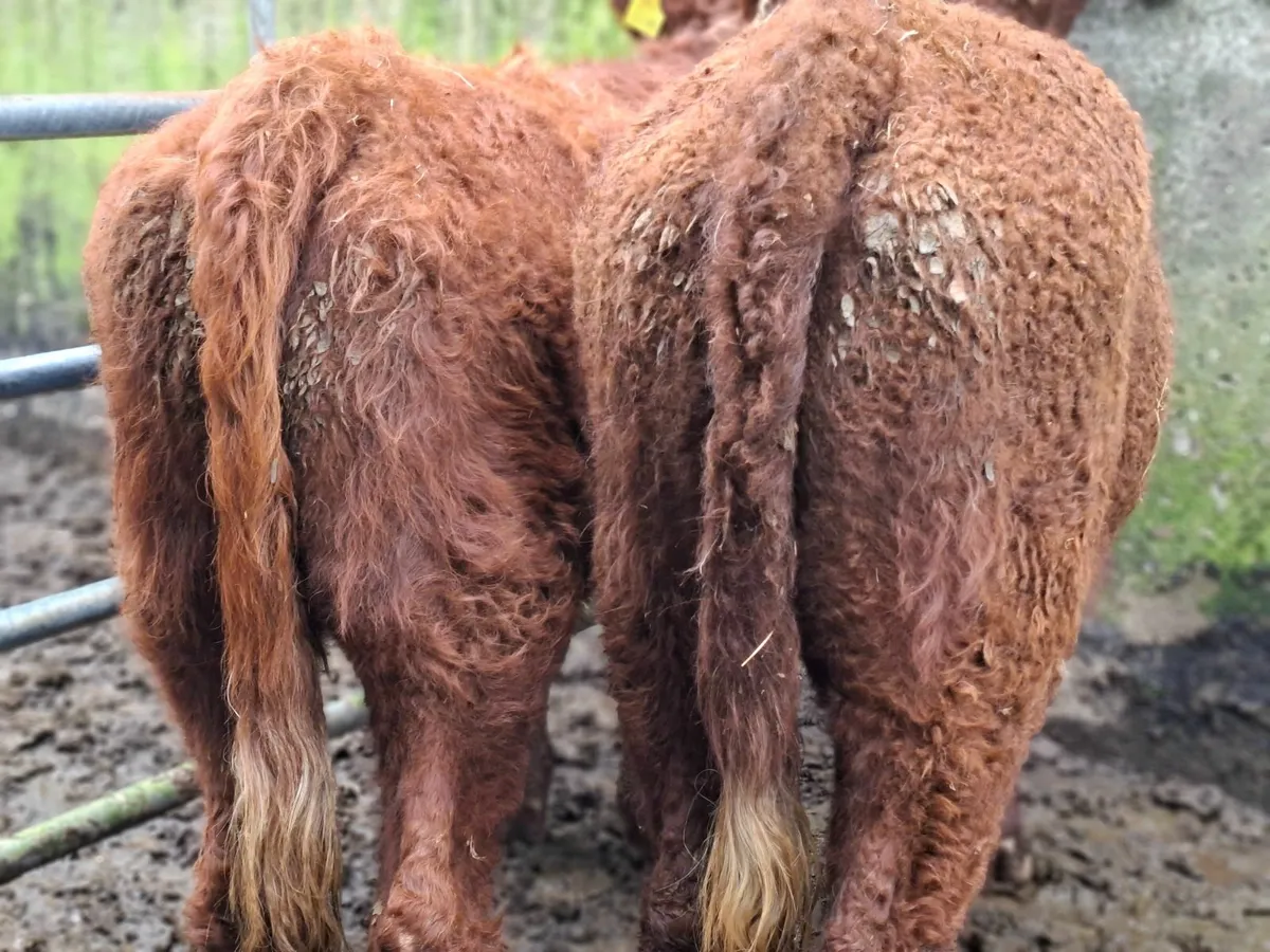 Saler Heifers Pure Bred - Image 1
