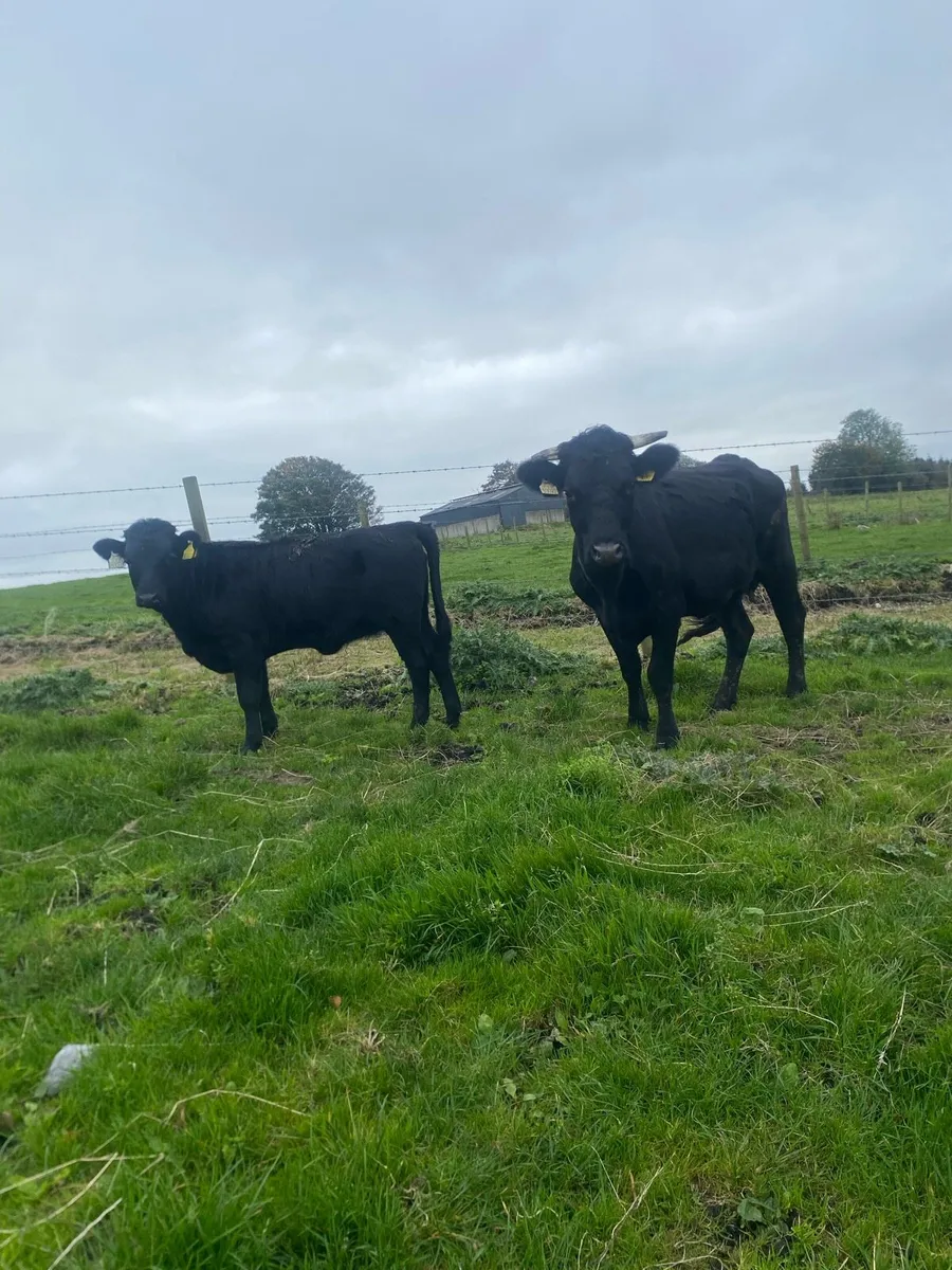 Dexter cow and calf - Image 1