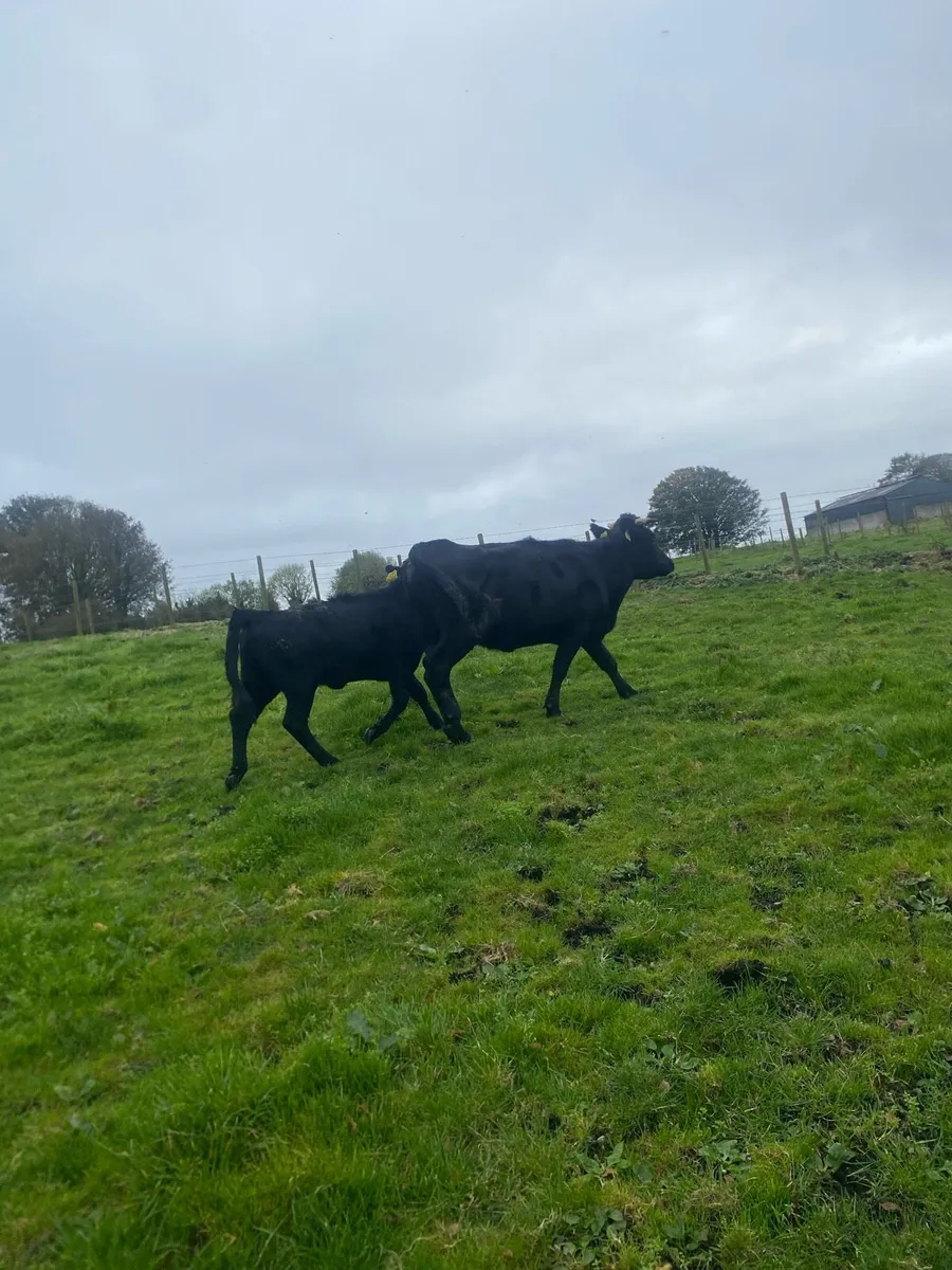 Dexter cow and calf - Image 2
