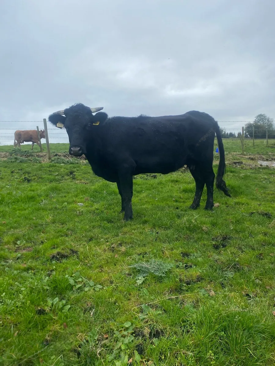 Dexter cow and calf - Image 3