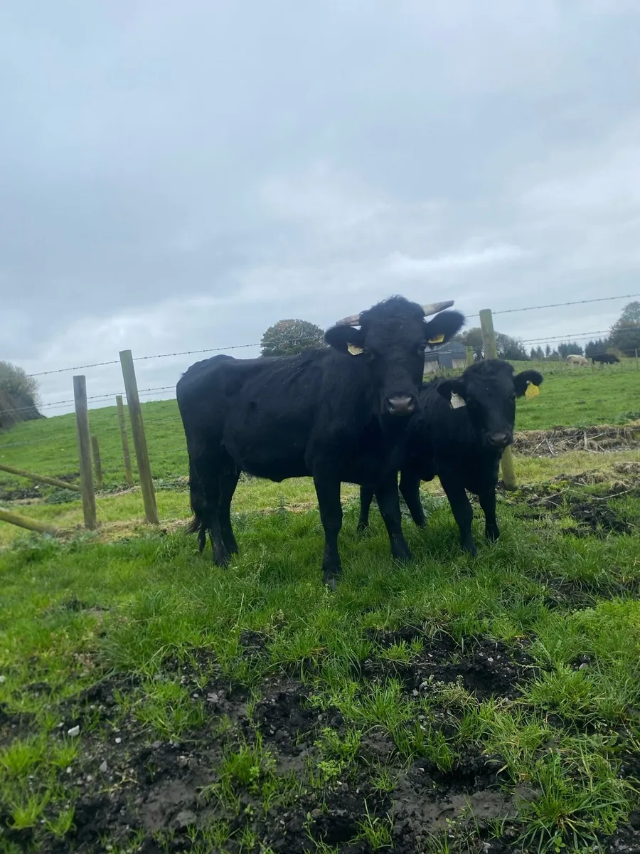 Dexter cow and calf - Image 4