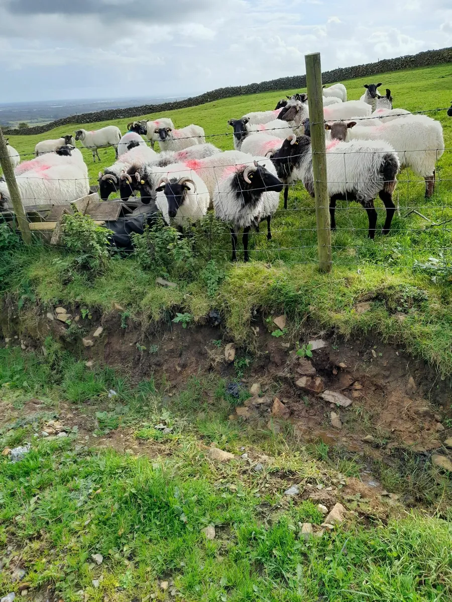 Black Face Hoggets - Image 4