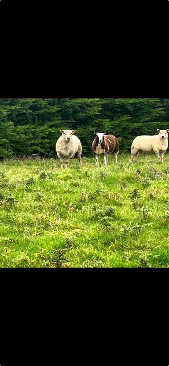 Ram - Image 4