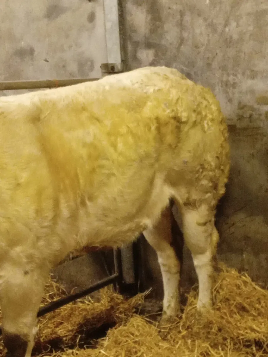 Beef cattle - Image 2