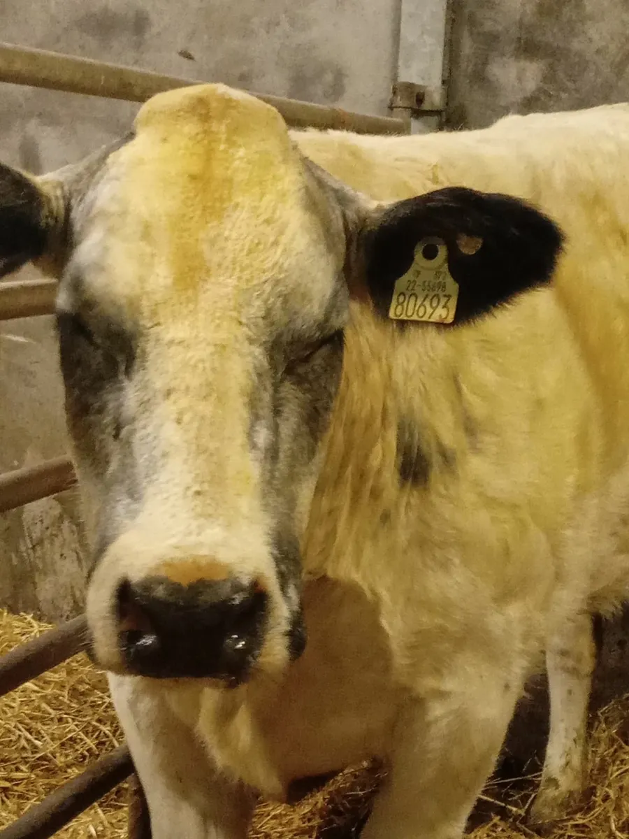 Beef cattle - Image 3