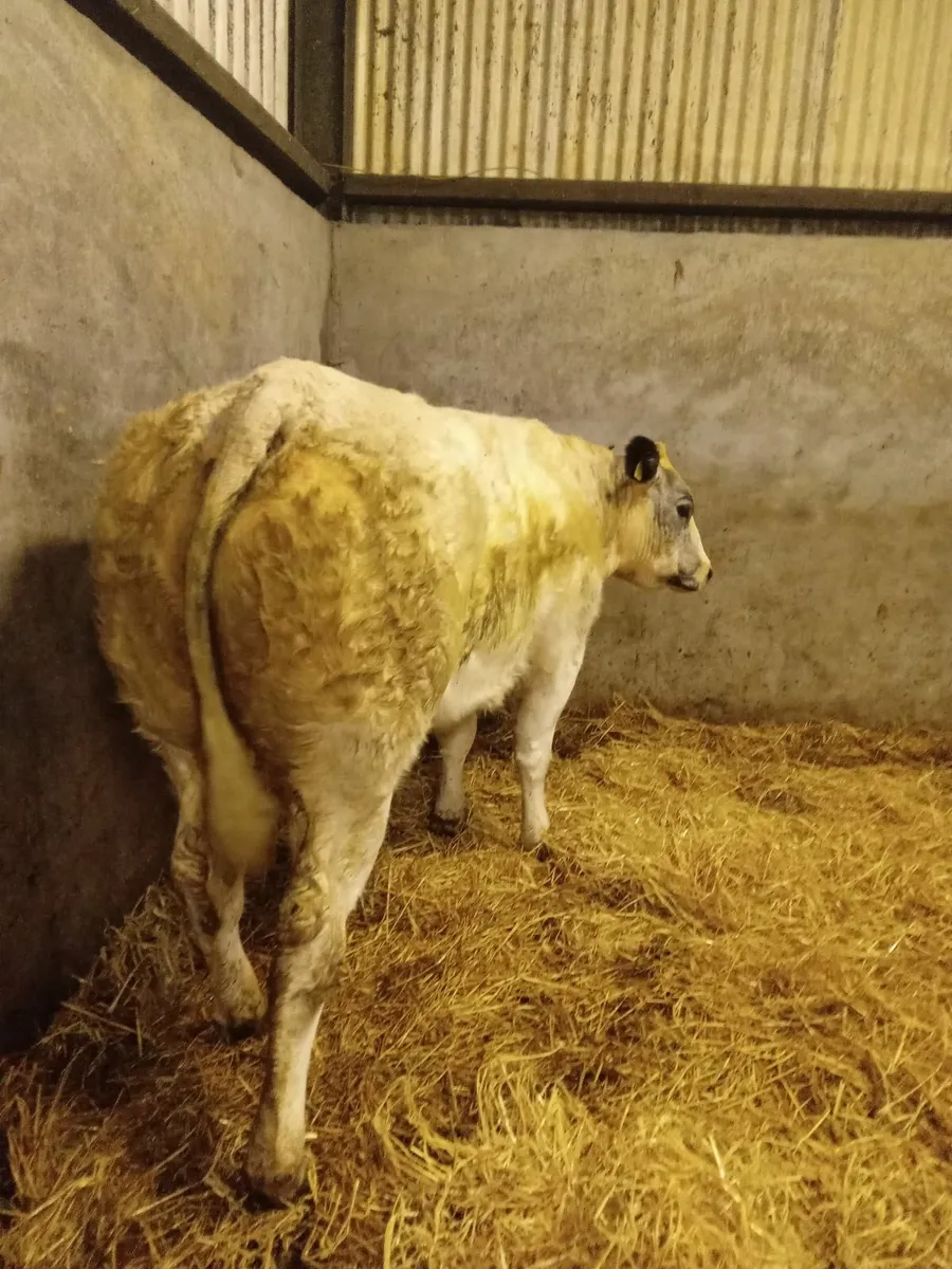 Beef cattle - Image 4