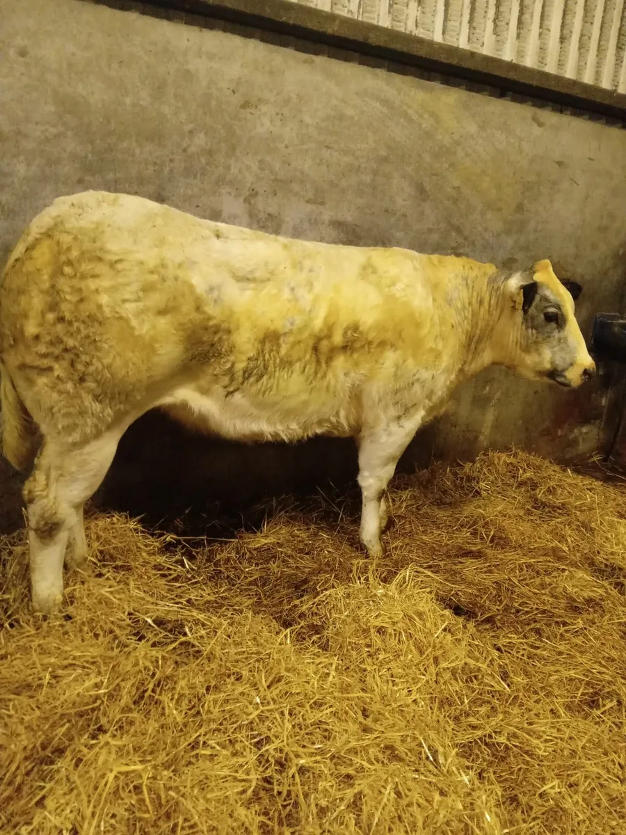 Beef cattle - Image 1