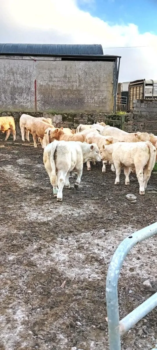 Weanlings - Image 1