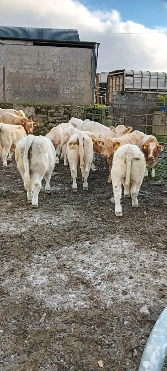 Weanlings - Image 2