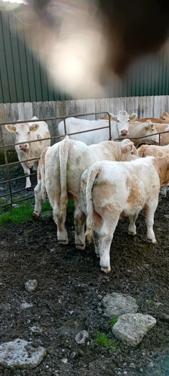 Weanlings - Image 3