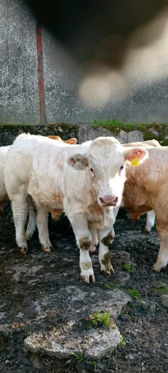 Weanlings - Image 4