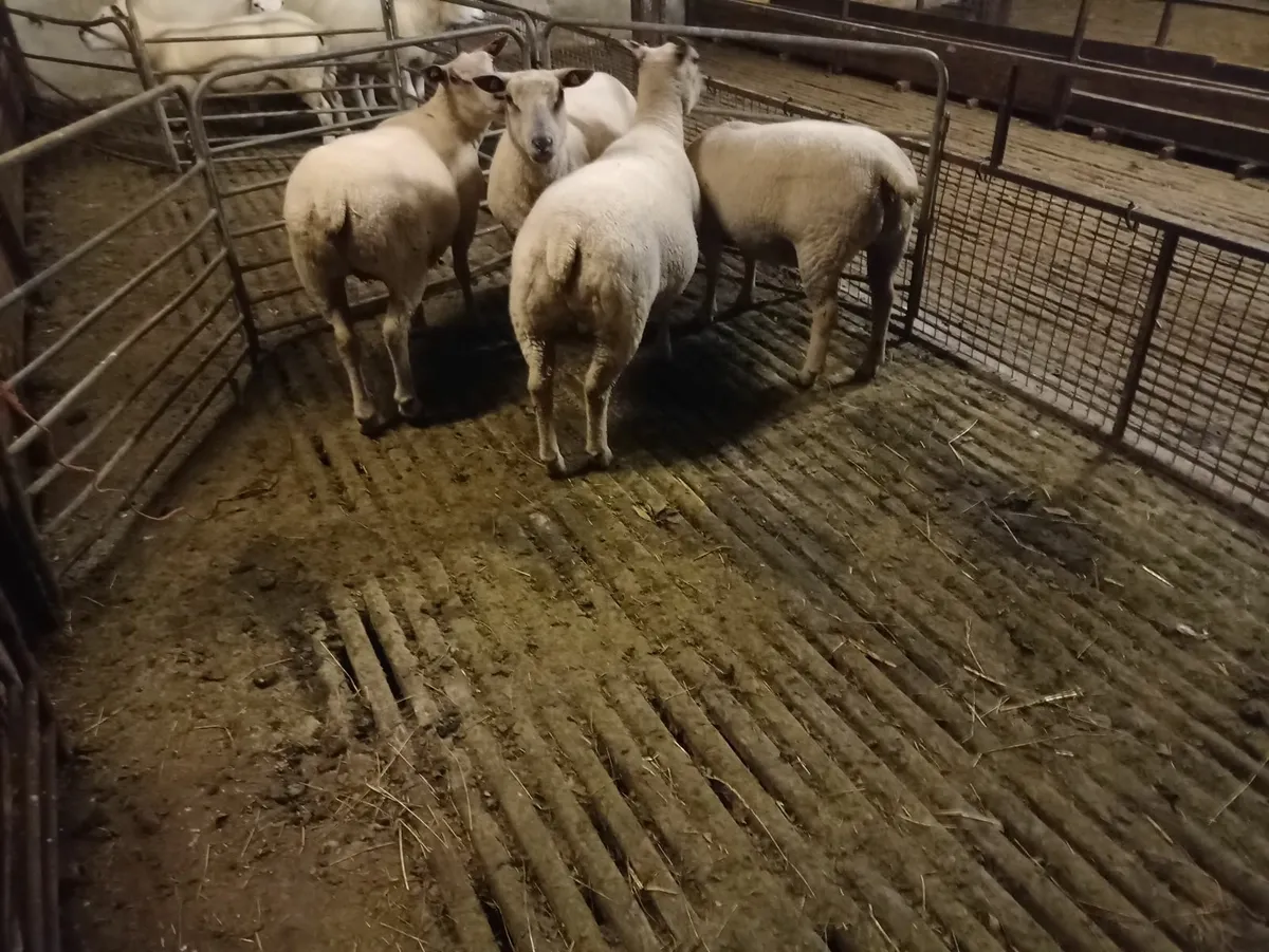 Charollais ewe hoggetts - Image 1