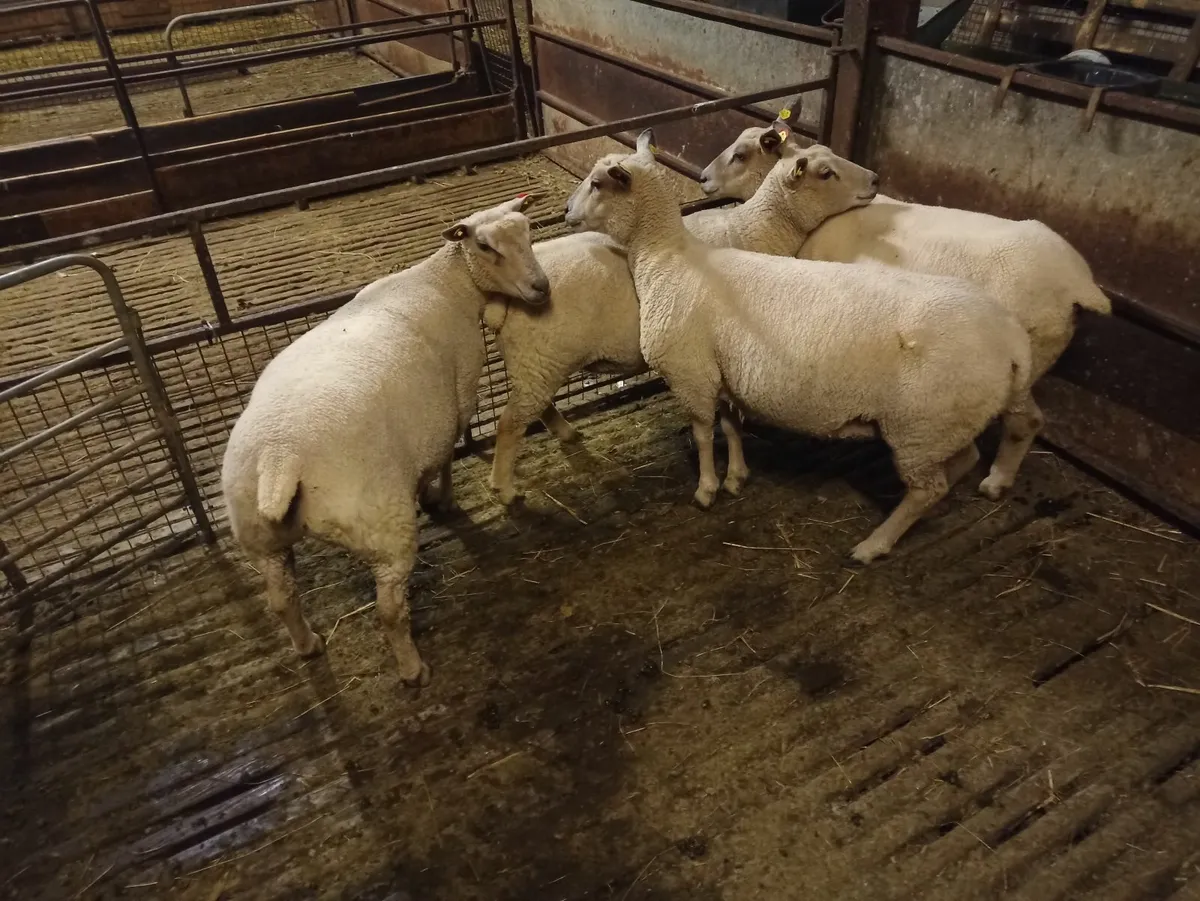 Charollais ewe hoggetts - Image 2
