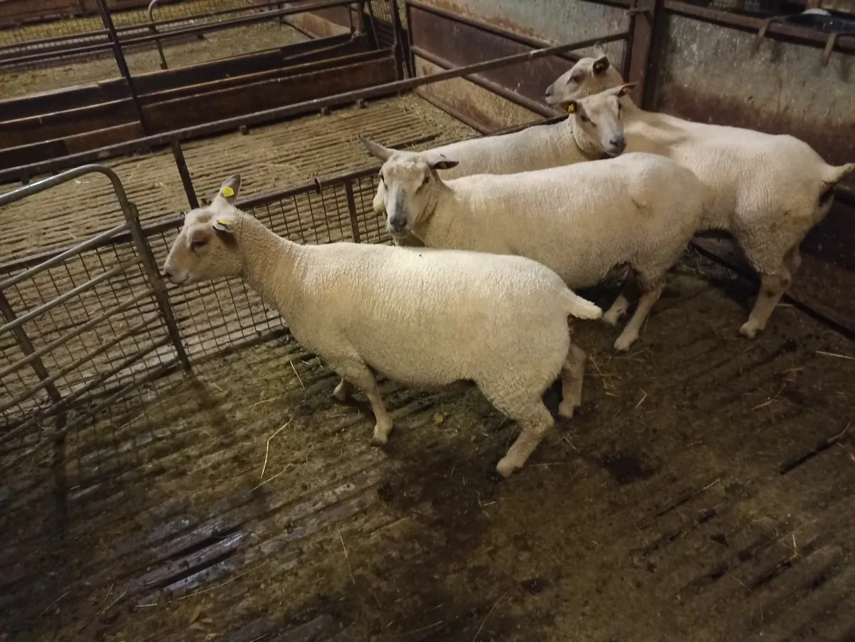 Charollais ewe hoggetts - Image 3