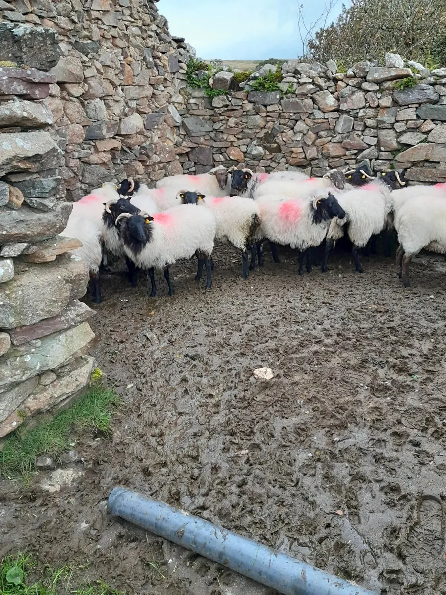 Black Face Hoggets - Image 2