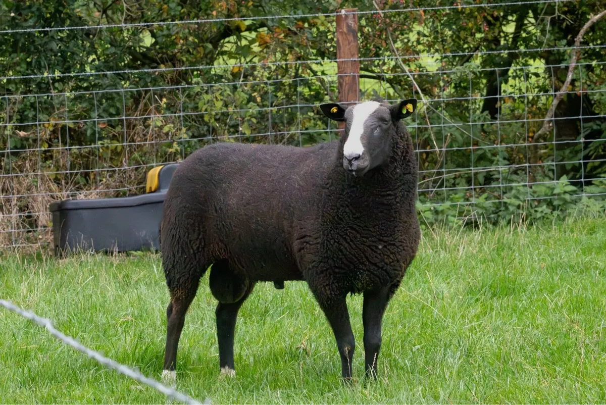 Zwartble Ram PEDIGREE - Image 2