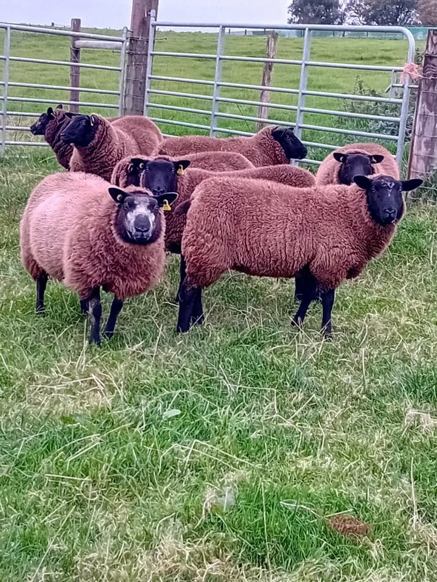 Blue Texel & zwarble lambs, - Image 2