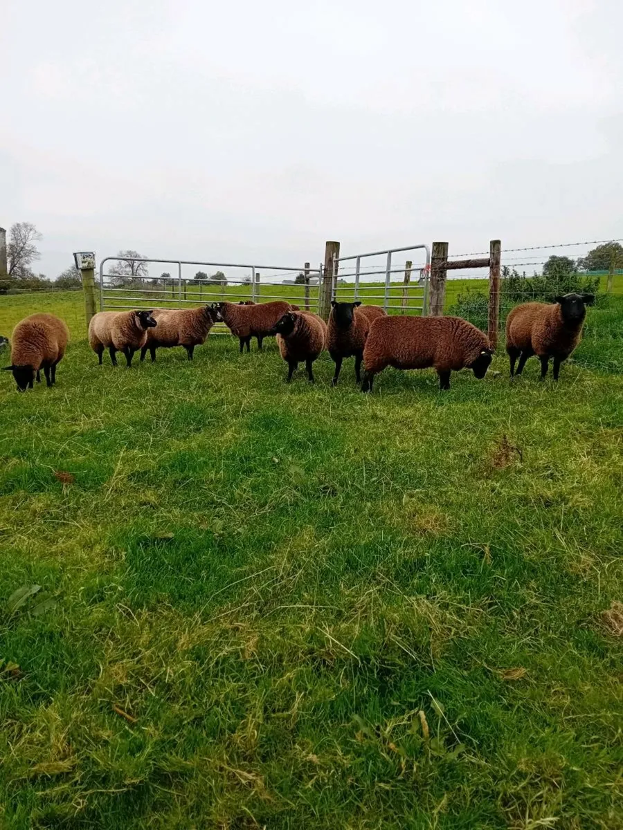 Blue Texel & zwarble lambs, - Image 1