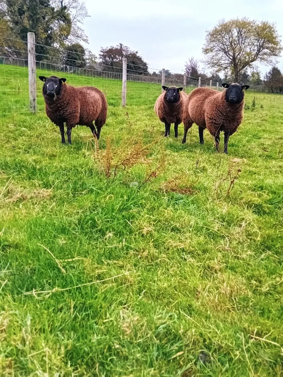 Blue Texel & zwarble lambs, - Image 3