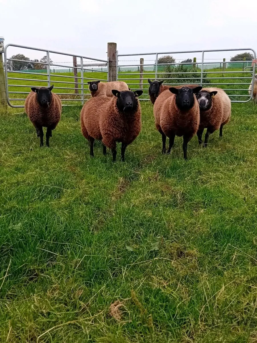 Blue Texel & zwarble lambs, - Image 4