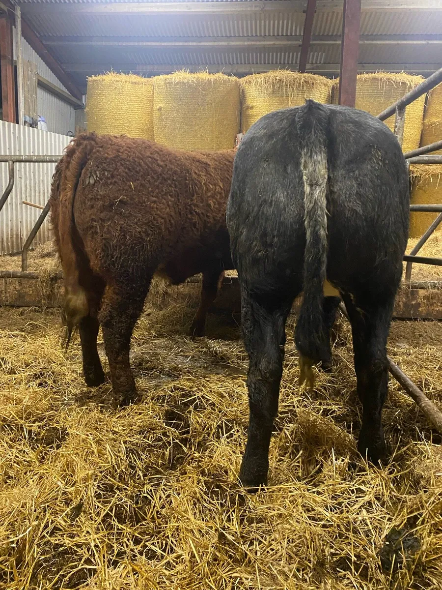 ⭐️ 2 Super bulling heifers ⭐️ - Image 1